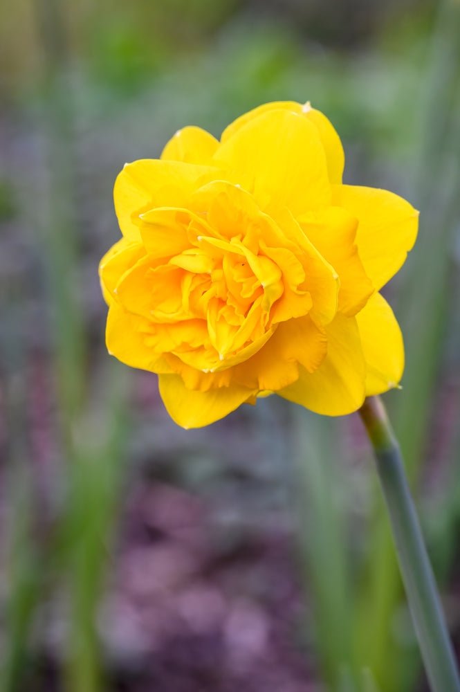 Double Mixed Colour Daffodils - The Irish Gardener Store