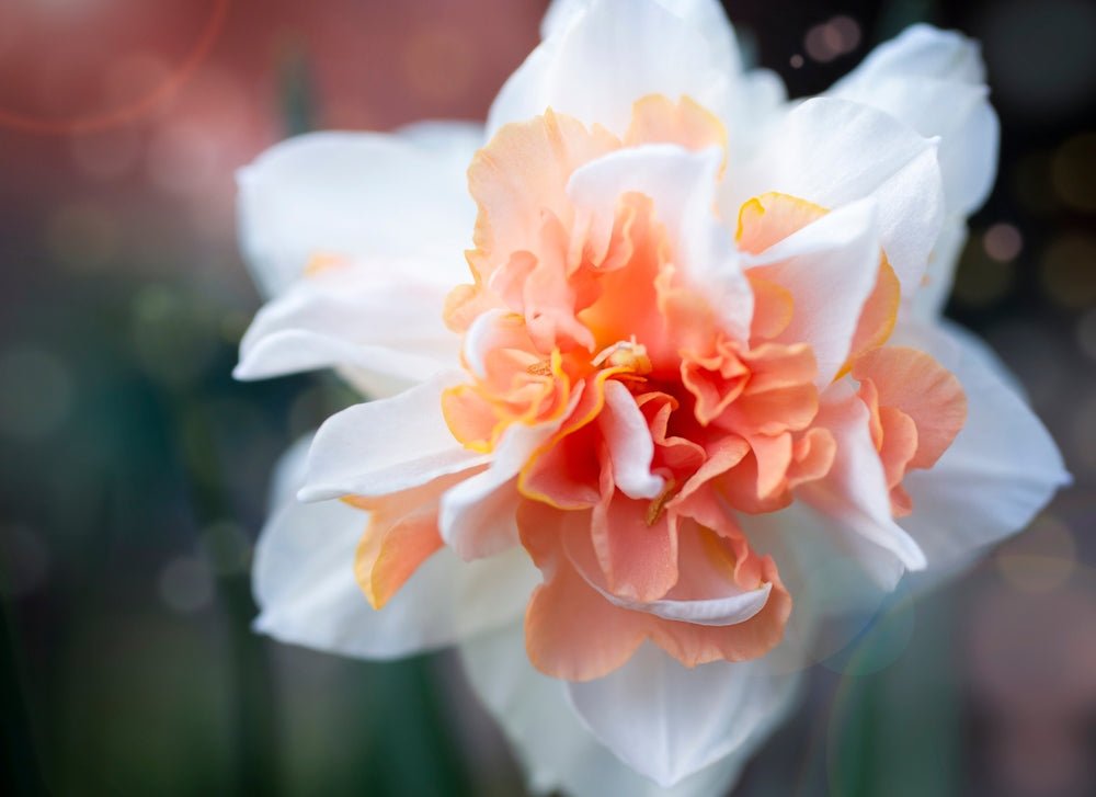 Double Mixed Colour Daffodils - The Irish Gardener Store