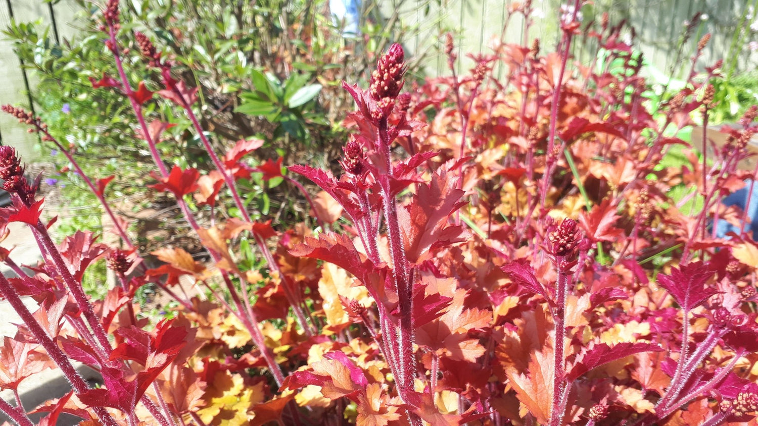 Evergreen Foliage Plants Collection - The Irish Gardener Store