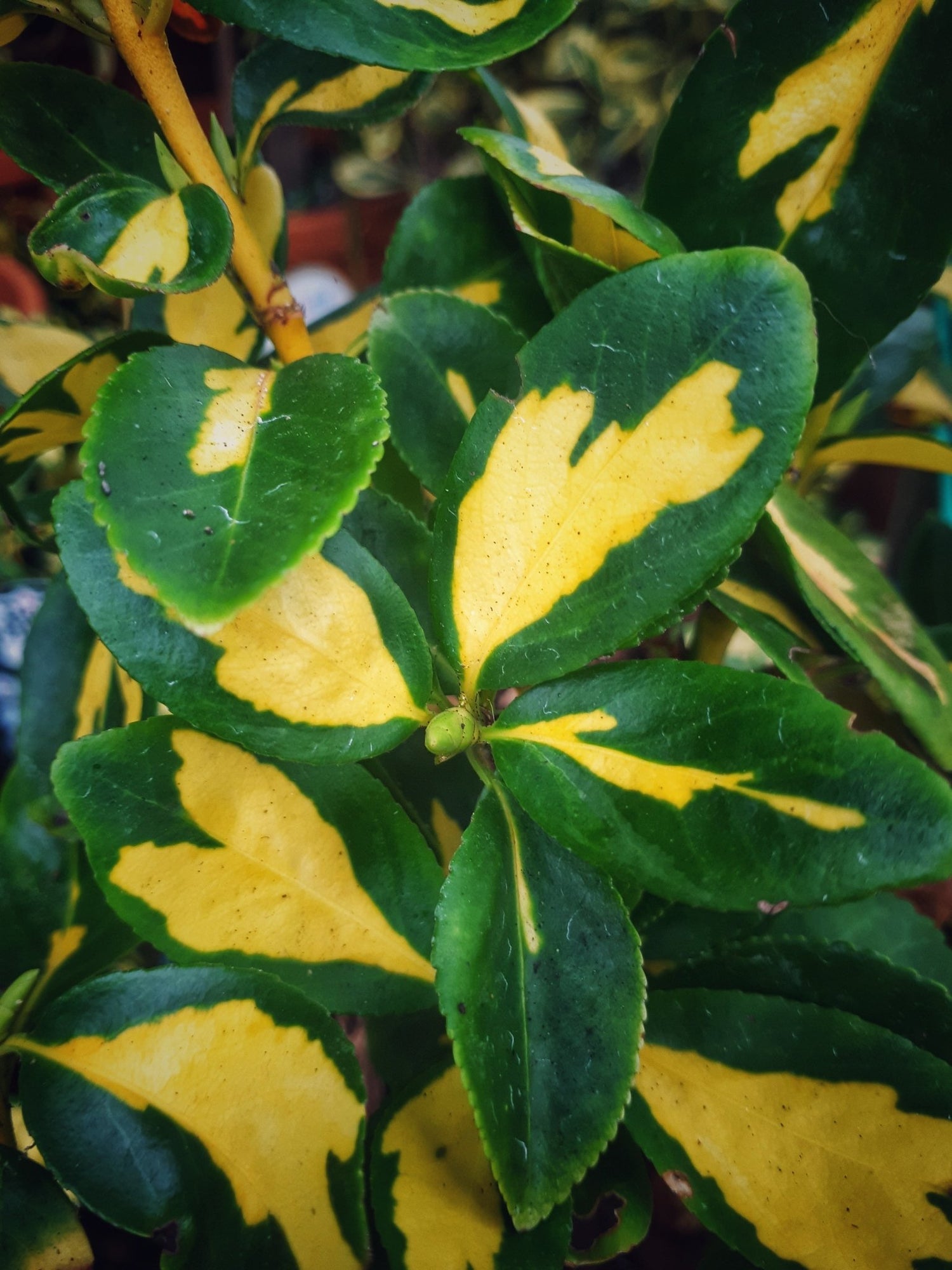 Evergreen Foliage Plants Collection - The Irish Gardener Store