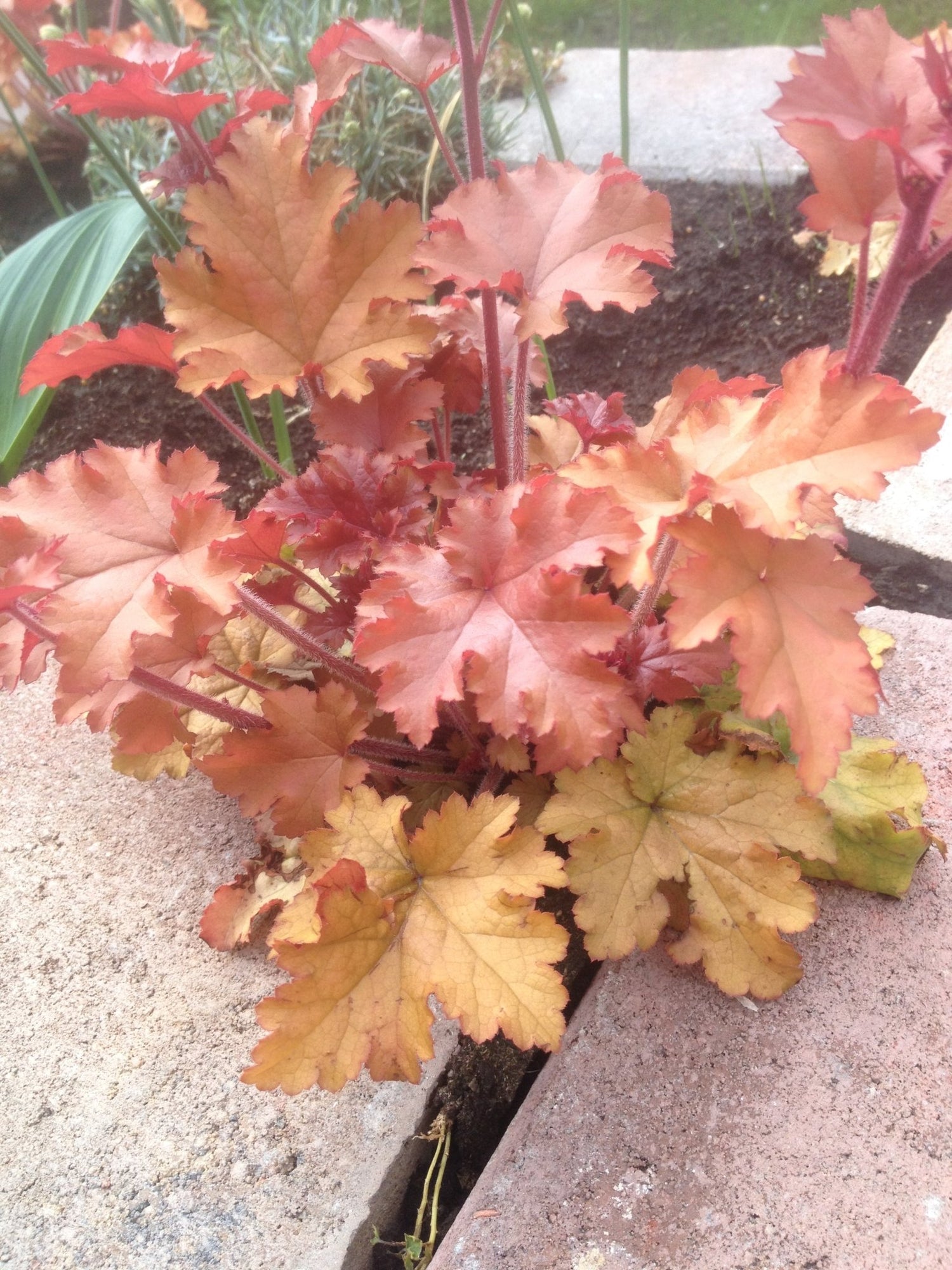 Evergreen Foliage Plants Collection - The Irish Gardener Store