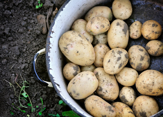 First Earlies Seed Potatoes - The Irish Gardener Store