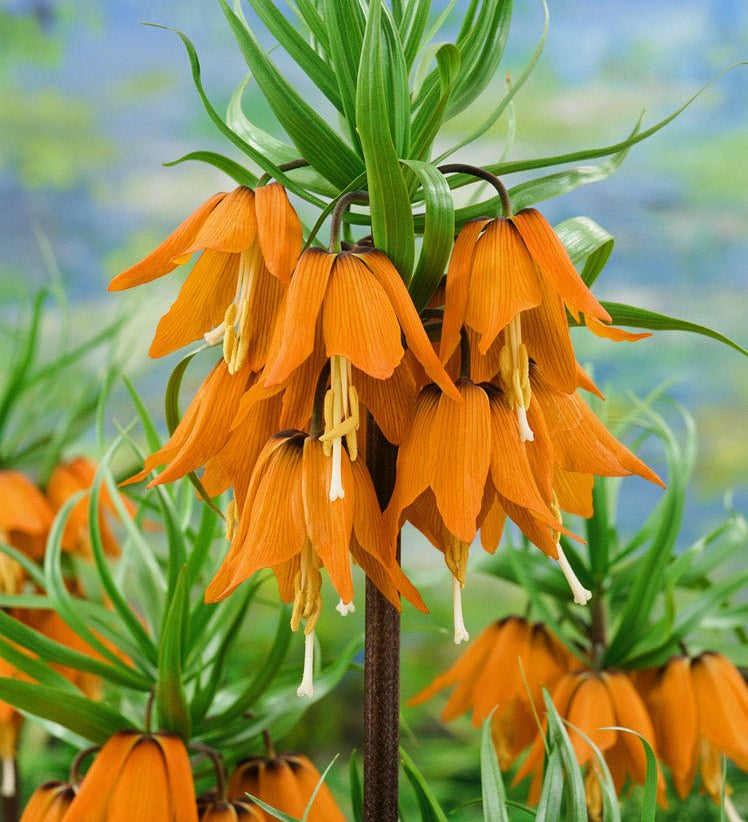 Fritillaria imperialis Aurora - The Irish Gardener Store