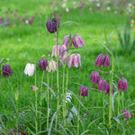 Fritillaria meleagris - The Irish Gardener Store