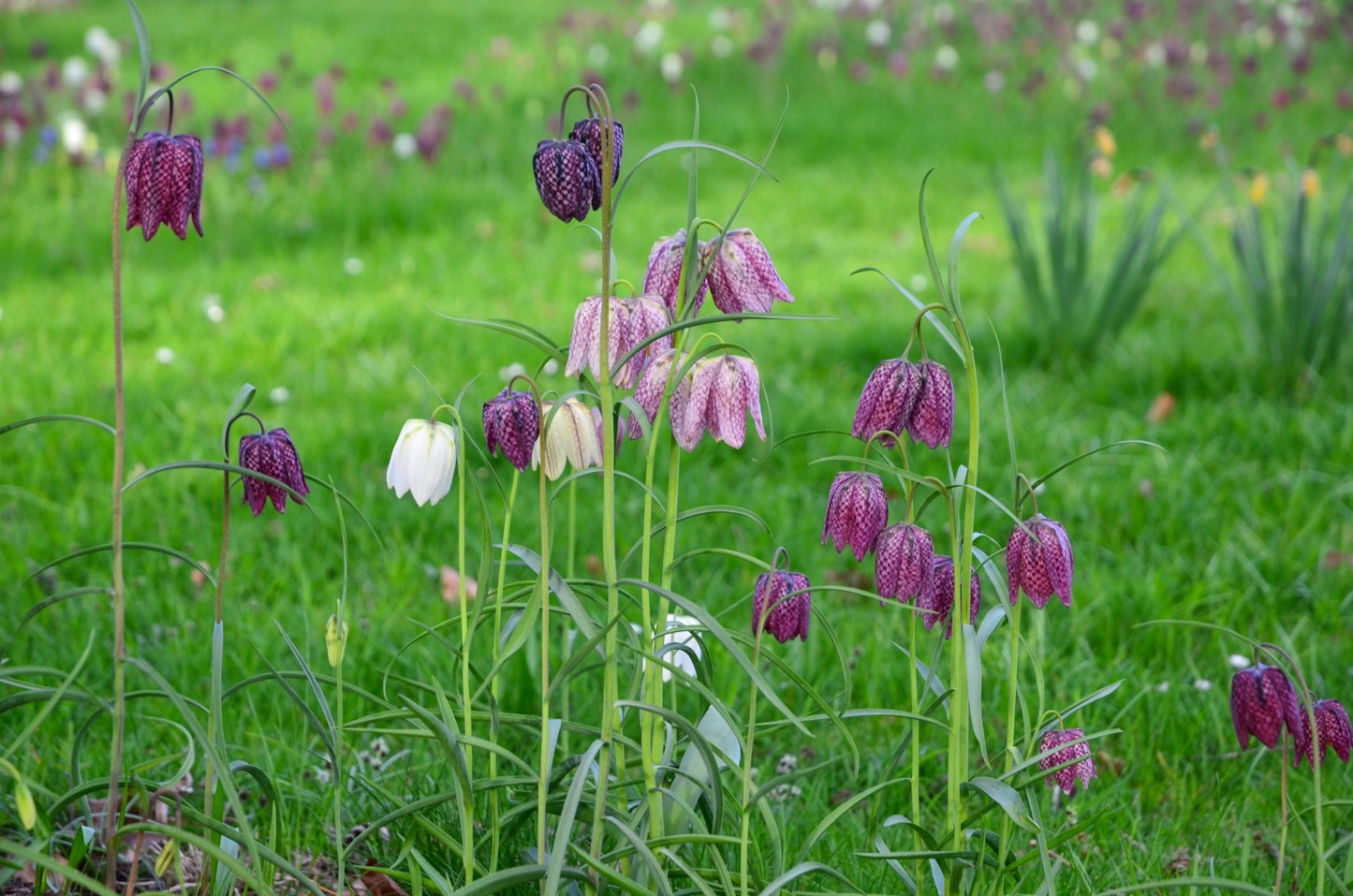 Fritillaria meleagris - The Irish Gardener Store