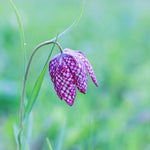 Fritillaria meleagris - The Irish Gardener Store