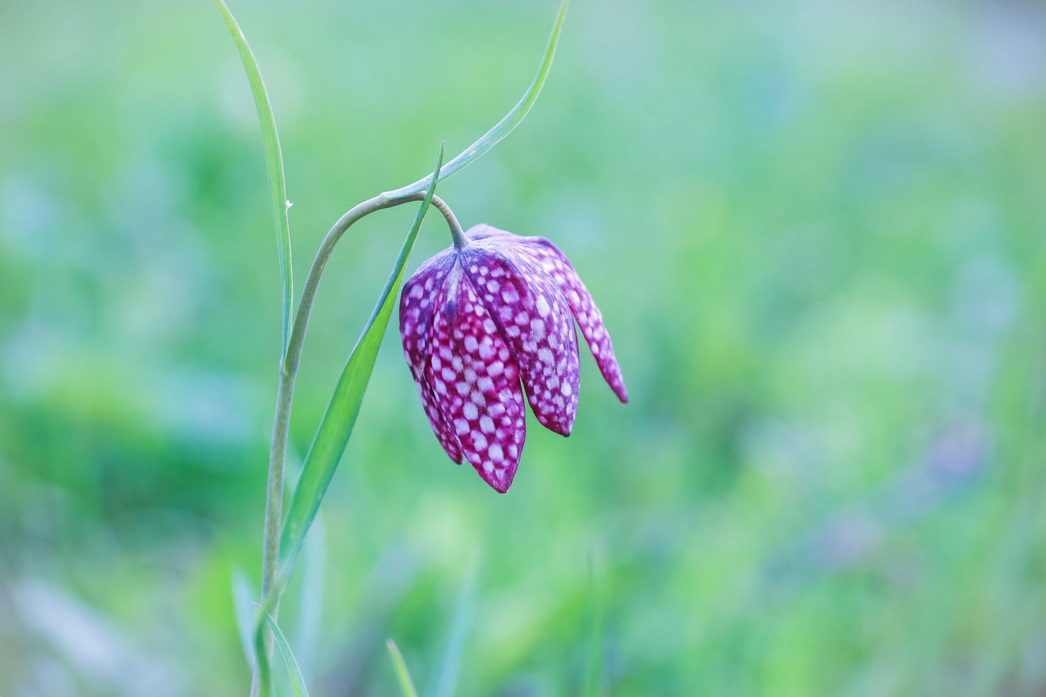 Fritillaria meleagris - The Irish Gardener Store