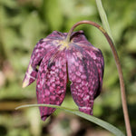 Fritillaria meleagris - The Irish Gardener Store
