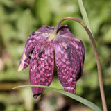 Fritillaria meleagris - The Irish Gardener Store