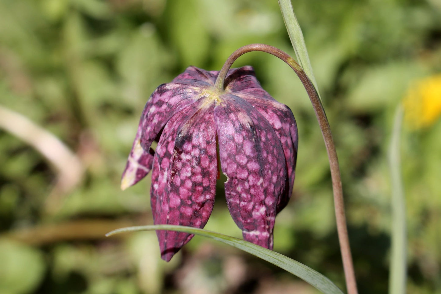 Fritillaria meleagris - The Irish Gardener Store