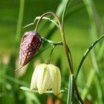 Fritillaria meleagris - The Irish Gardener Store