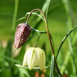 Fritillaria meleagris - The Irish Gardener Store