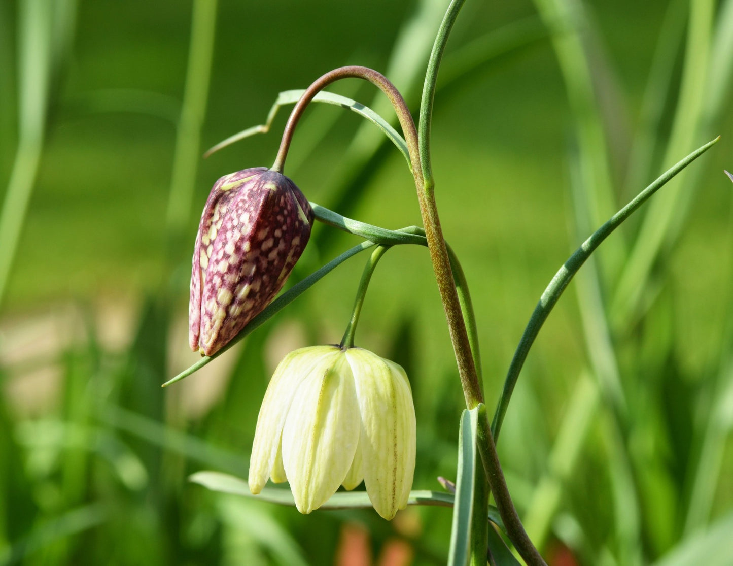 Fritillaria meleagris - The Irish Gardener Store