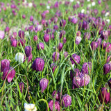 Fritillaria meleagris - The Irish Gardener Store