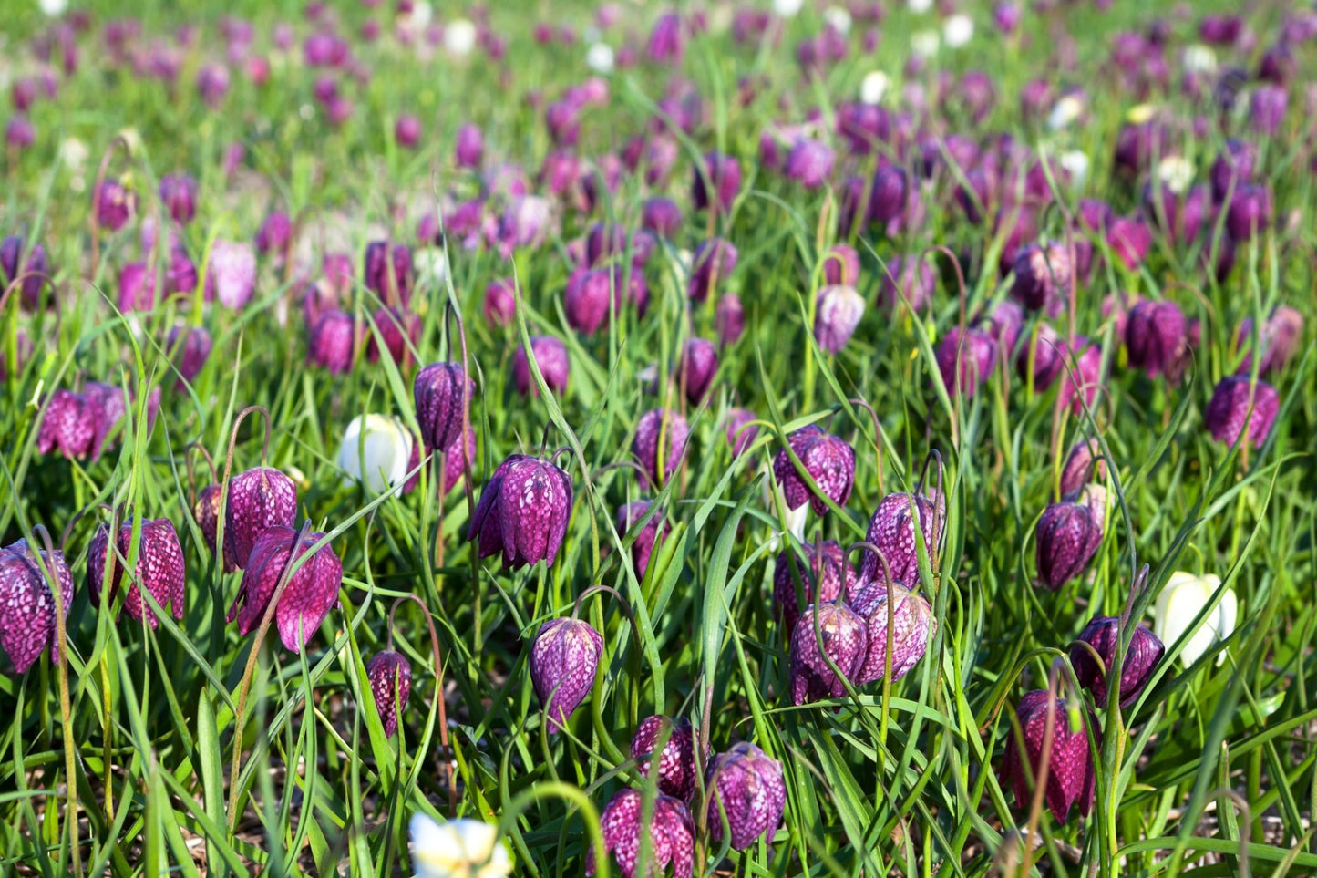 Fritillaria meleagris - The Irish Gardener Store