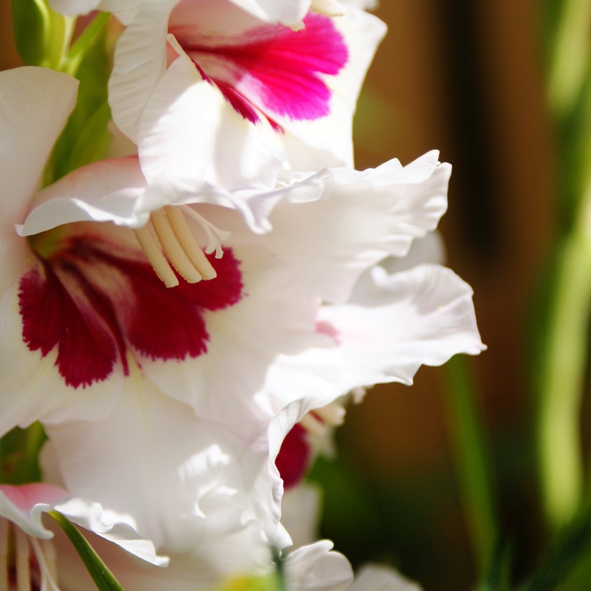 Gladiolus Amber Mistique - The Irish Gardener Store