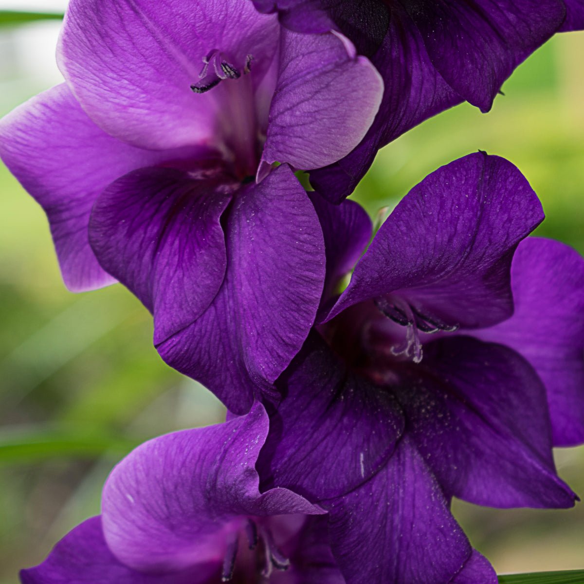 Gladiolus Purple - The Irish Gardener Store