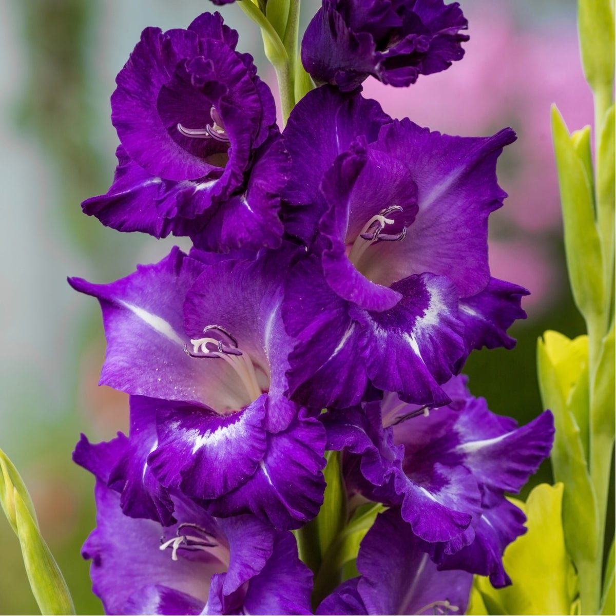Gladiolus Purple - The Irish Gardener Store
