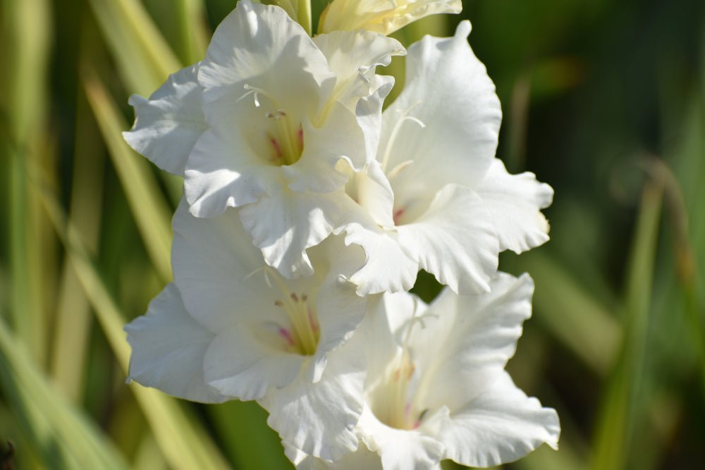 Gladiolus White - The Irish Gardener Store