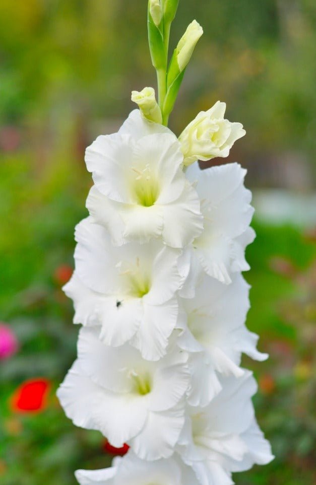 Gladiolus White - The Irish Gardener Store