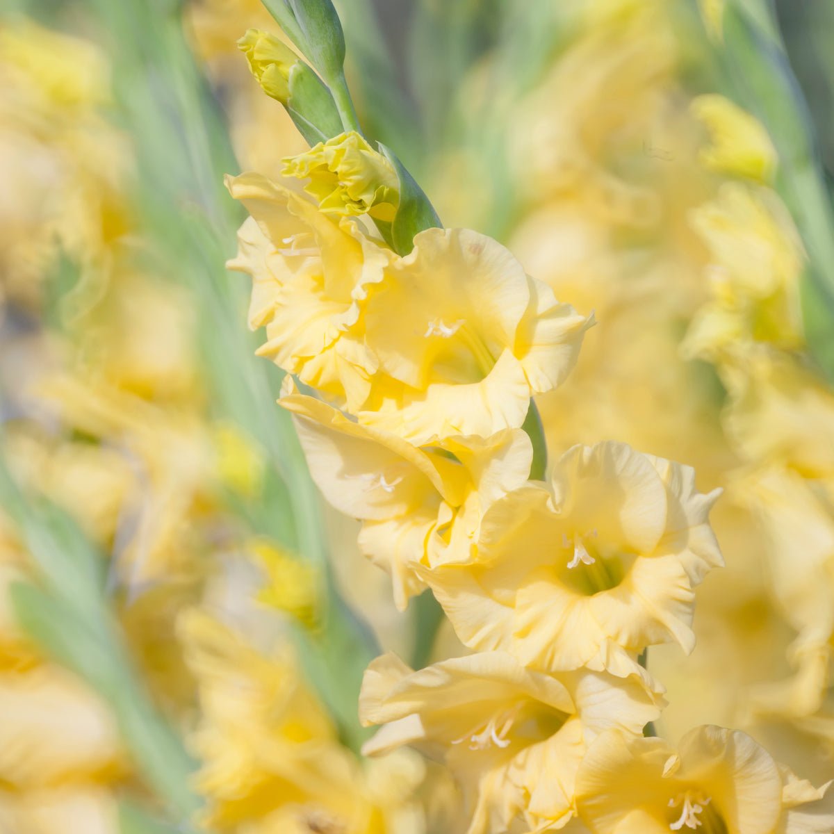 Gladiolus Yellow - The Irish Gardener Store