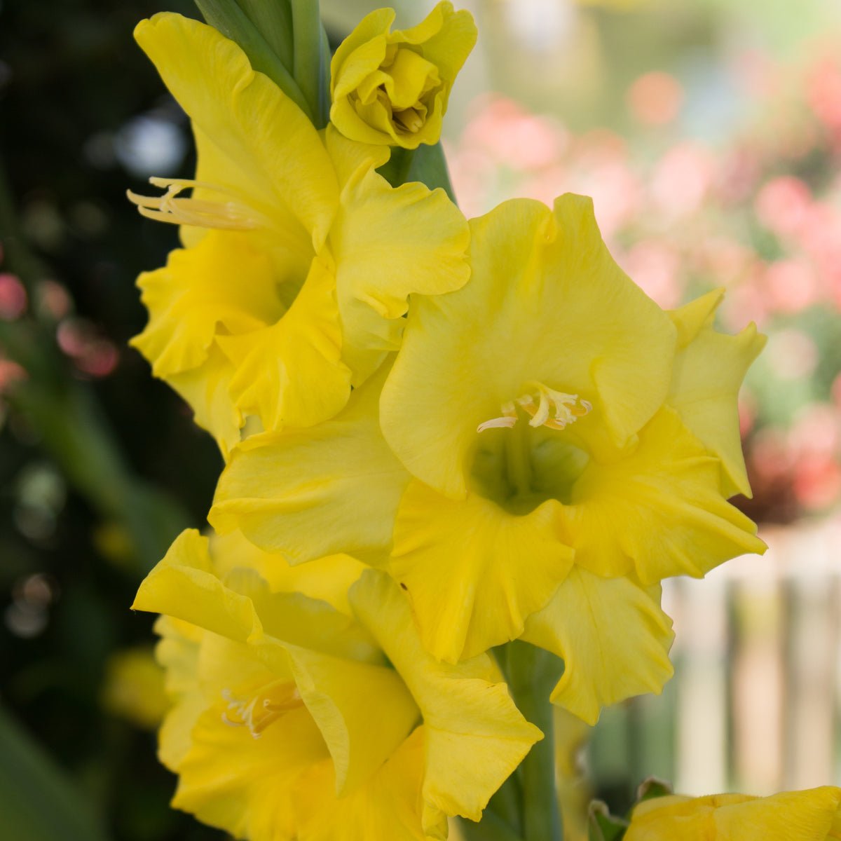 Gladiolus Yellow - The Irish Gardener Store