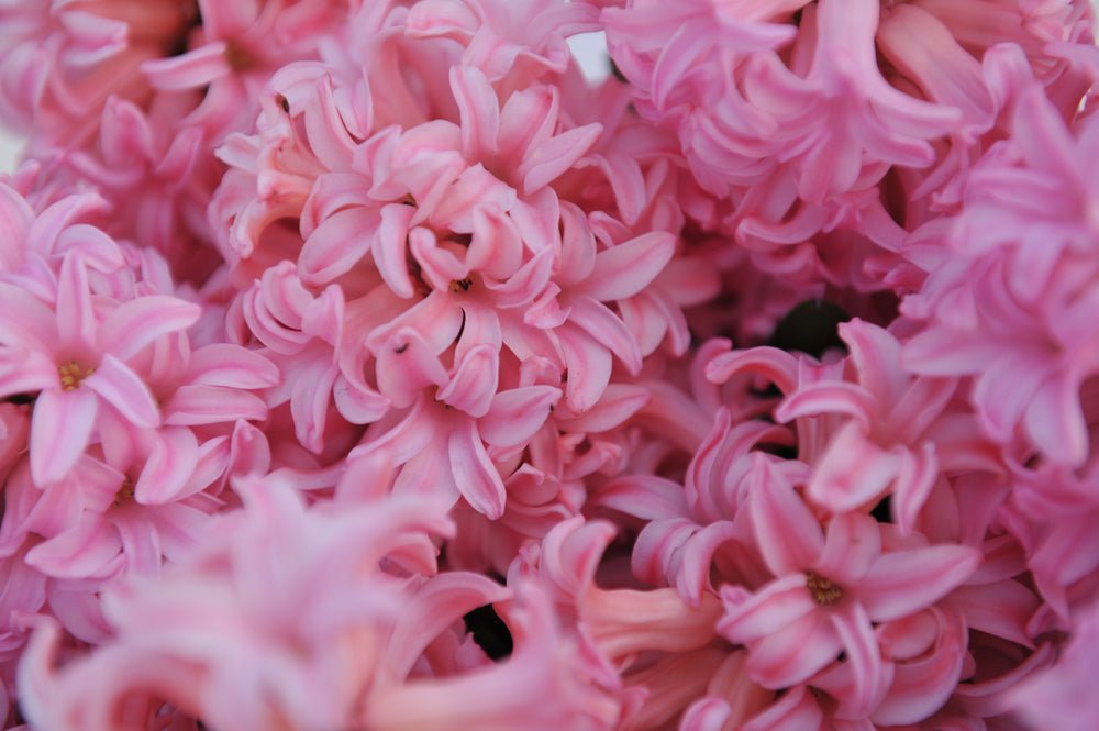 Hyacinth Anna Marie - The Irish Gardener Store