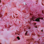 Hyacinth Anna Marie - The Irish Gardener Store
