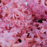Hyacinth Anna Marie - The Irish Gardener Store