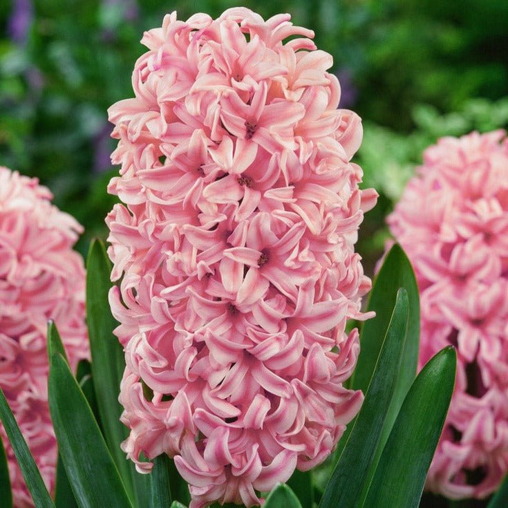 Hyacinth Anna Marie - The Irish Gardener Store