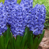 Hyacinth Delft Blue - The Irish Gardener Store