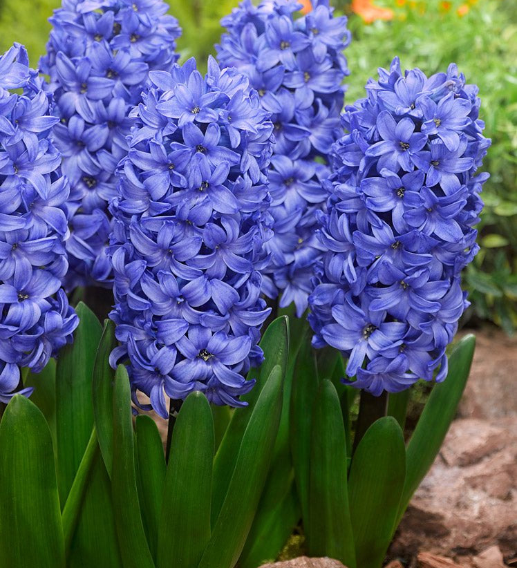 Hyacinth Delft Blue - The Irish Gardener Store