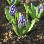 Hyacinth Delft Blue - The Irish Gardener Store