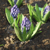 Hyacinth Delft Blue - The Irish Gardener Store