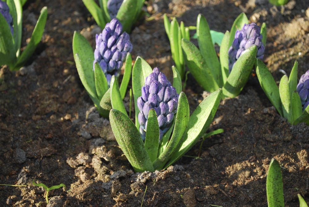Hyacinth Delft Blue - The Irish Gardener Store