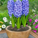 Hyacinth Delft Blue - The Irish Gardener Store