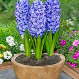 Hyacinth Delft Blue - The Irish Gardener Store