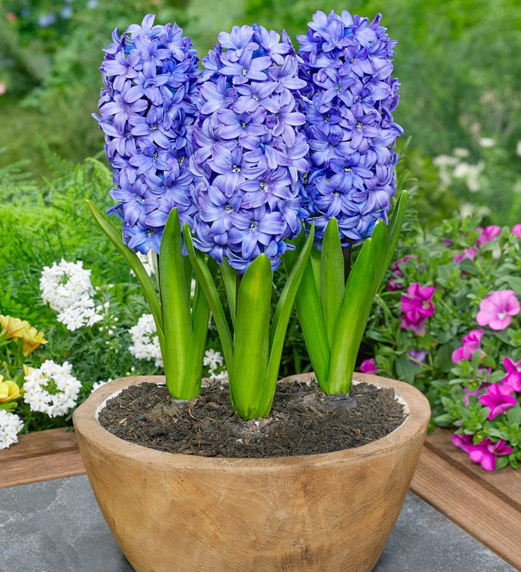 Hyacinth Delft Blue - The Irish Gardener Store