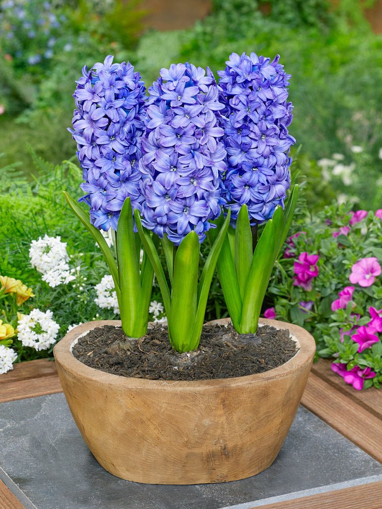 Hyacinth Delft Blue - The Irish Gardener Store