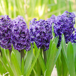 Hyacinth Delft Blue - The Irish Gardener Store