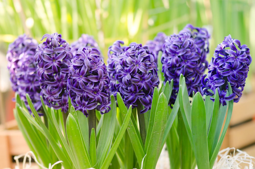 Hyacinth Delft Blue - The Irish Gardener Store