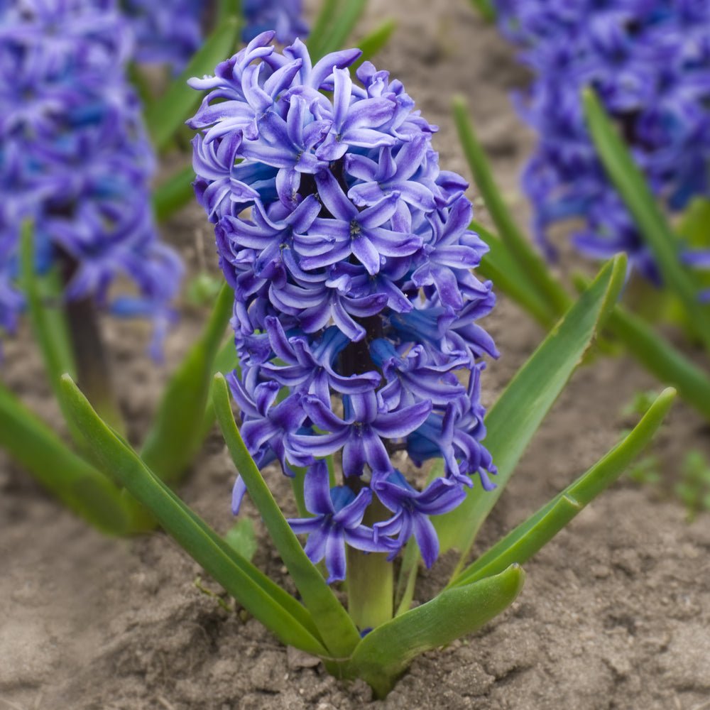 Hyacinth Delft Blue - The Irish Gardener Store