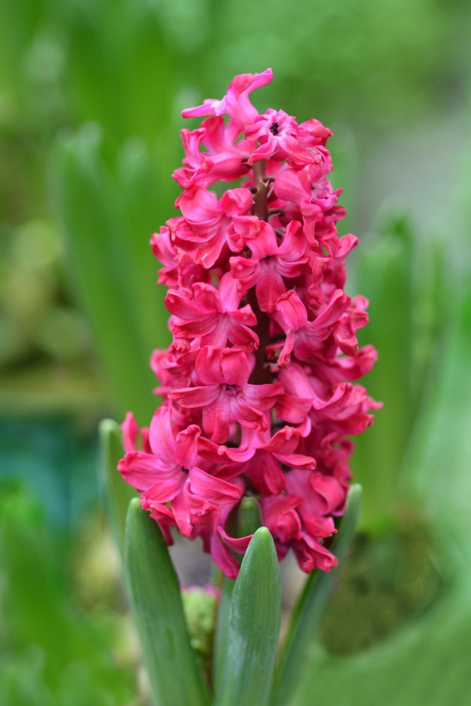Hyacinth Jan Bos - The Irish Gardener Store