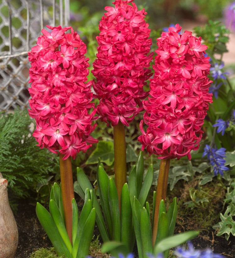 Hyacinth Jan Bos - The Irish Gardener Store