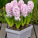 Hyacinth Splendid Cornelia - The Irish Gardener Store