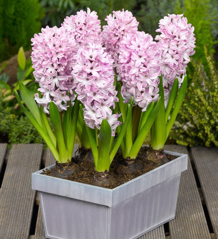 Hyacinth Splendid Cornelia - The Irish Gardener Store