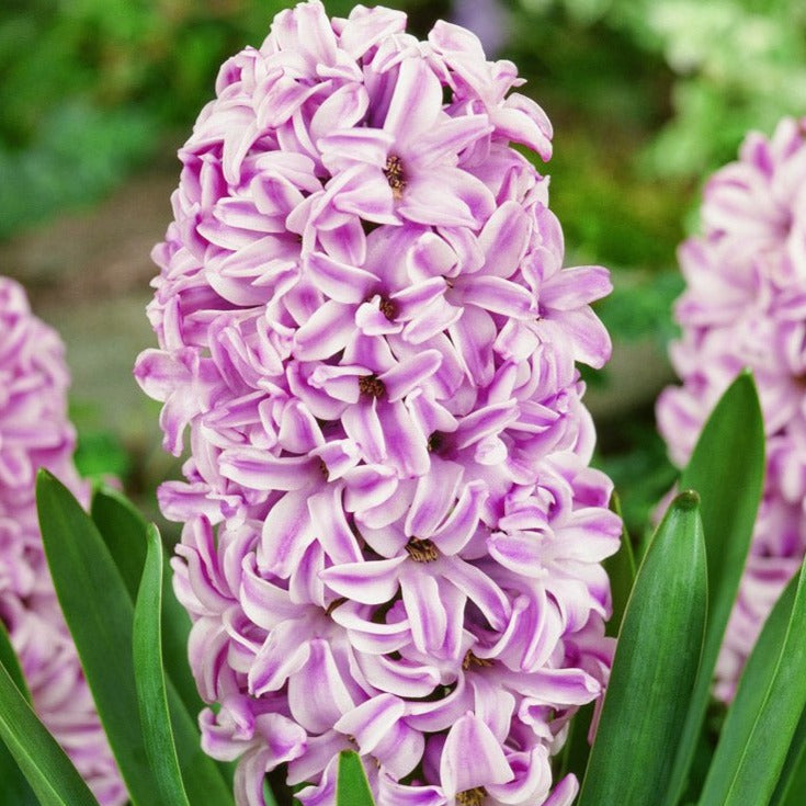 Hyacinth Splendid Cornelia - The Irish Gardener Store