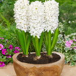Hyacinth White Pearl - The Irish Gardener Store