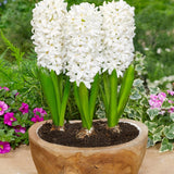 Hyacinth White Pearl - The Irish Gardener Store