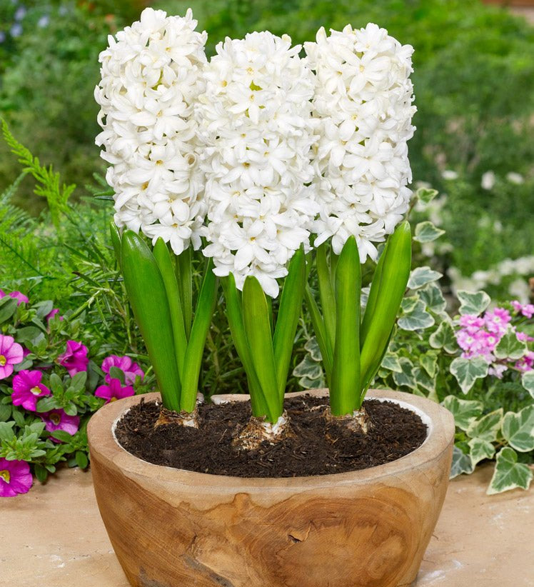 Hyacinth White Pearl - The Irish Gardener Store